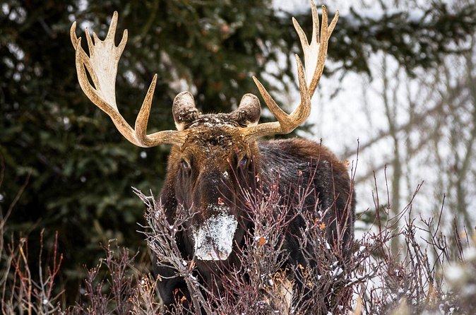 4 Hour Beginner Cross Country Skiing in Grand Teton - The real price: $198 plus required extras