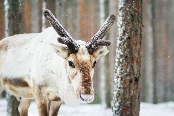 Cross-Country Skiing Trip - What happens at Rovakatu 26