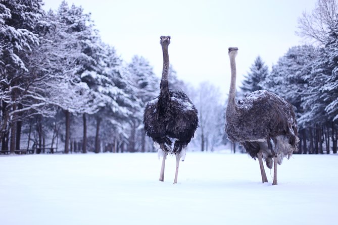 Elysian Gangchon Winter Ski with Nami Island Day Tour from Seoul - Practical ways to make the day easier