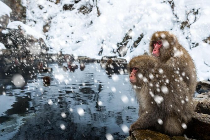 Nagano Ski Buffet - Key points to know before you book