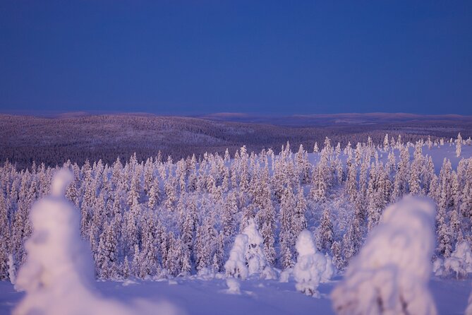 Private Snowshoe or Ski Adventure in Lapland from Rovaniemi - Snowshoeing through cotton-covered trees