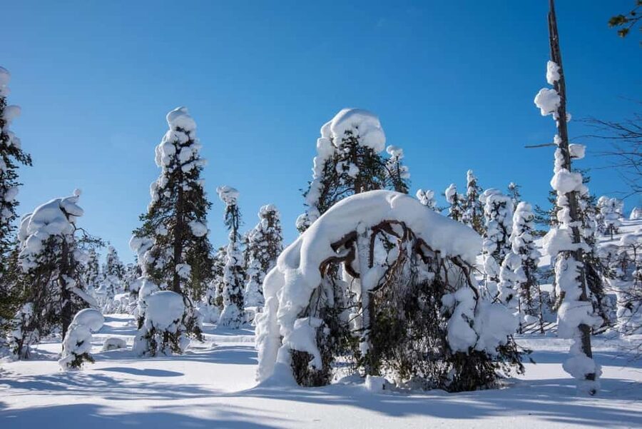 Pyhä: Skiing Tour in Arctic Forest - A Warm Break With Tea, Coffee, and Snacks