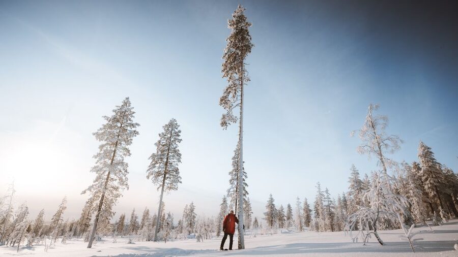 Rovaniemi: Lapland Ski Trekking Safari - Is $128 good value?
