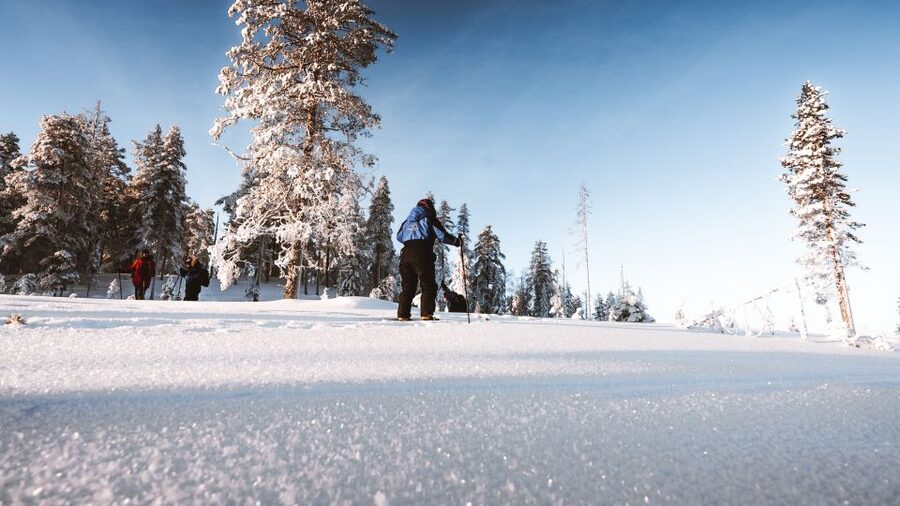 Rovaniemi: Lapland Ski Trekking Safari - Skiing through deep snow and spruce forest