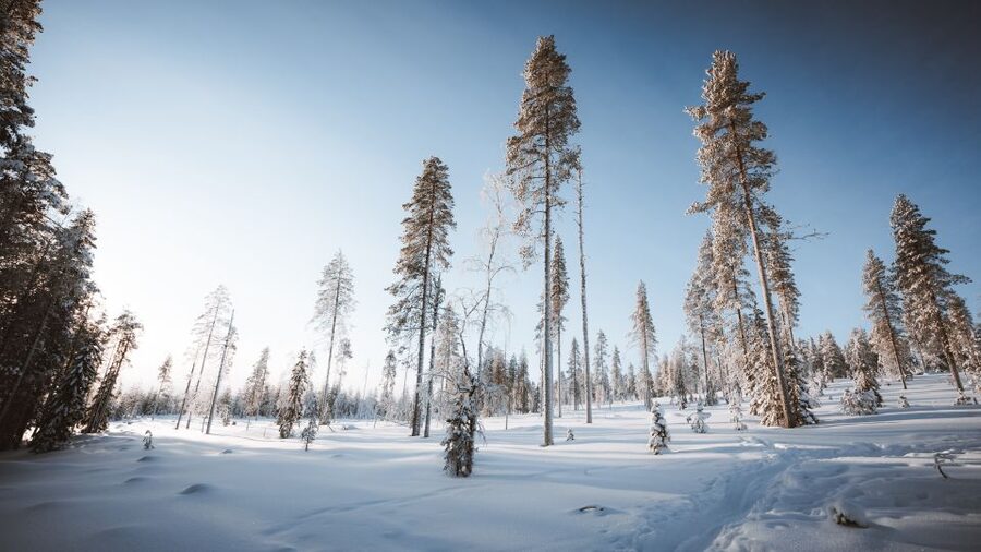 Rovaniemi: Lapland Ski Trekking Safari - Clothing, equipment, and comfort