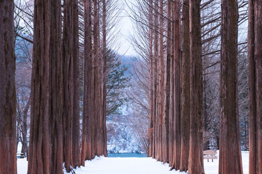 Seoul: Elysian Gangchon Winter Ski with Nami Island Day Tour - Transport, meeting points, and the long return