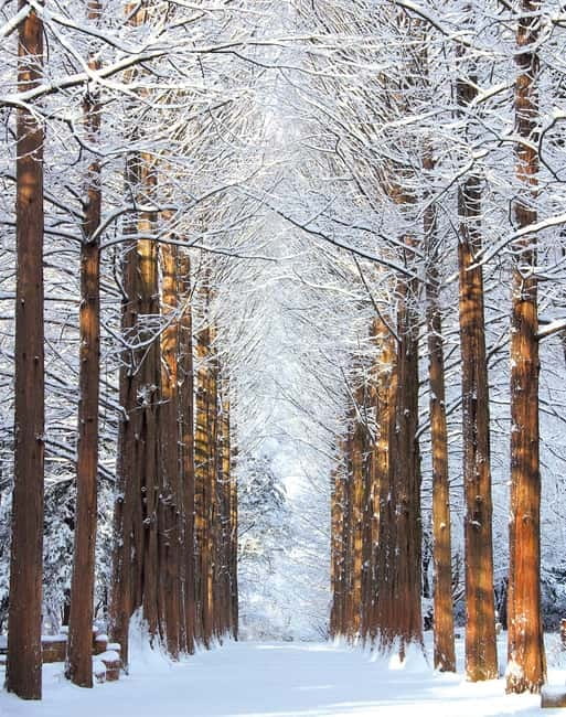 Seoul: Vivaldi Park Winter Ski with Nami Island Day Tour - Why this Seoul day trip works
