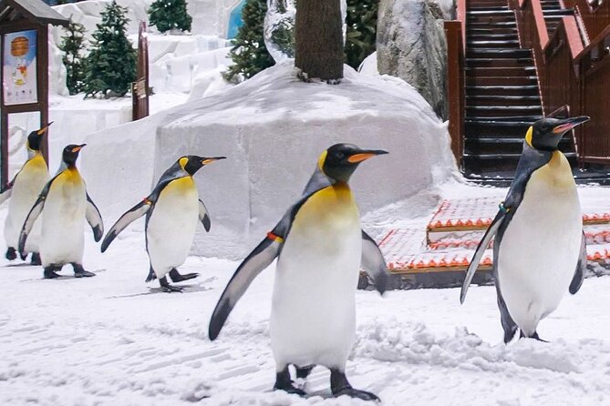 Ski Dubai Full Day Admission Ticket - Key points at a glance