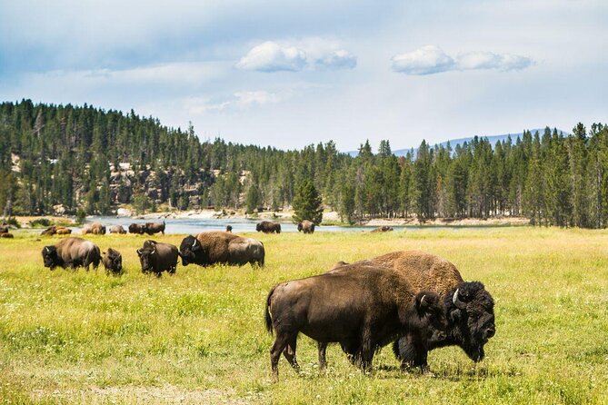 Snowshoe or XC Ski in North Yellowstone (Half Day) - Key things to know before you book