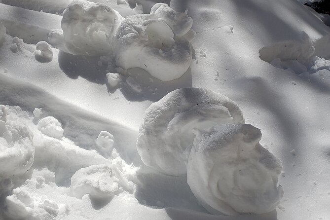 Snowshoe or XC Ski in North Yellowstone (Half Day) - Wildlife stops add value before the snow trail