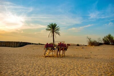 VIP Dubai Desert Safari Camel Ride, Sand Ski, Live BBQ Dinner