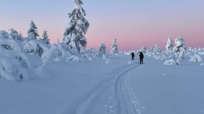 Ylläs: Guided Nordic Skiing Tour in Lapland Wilderness